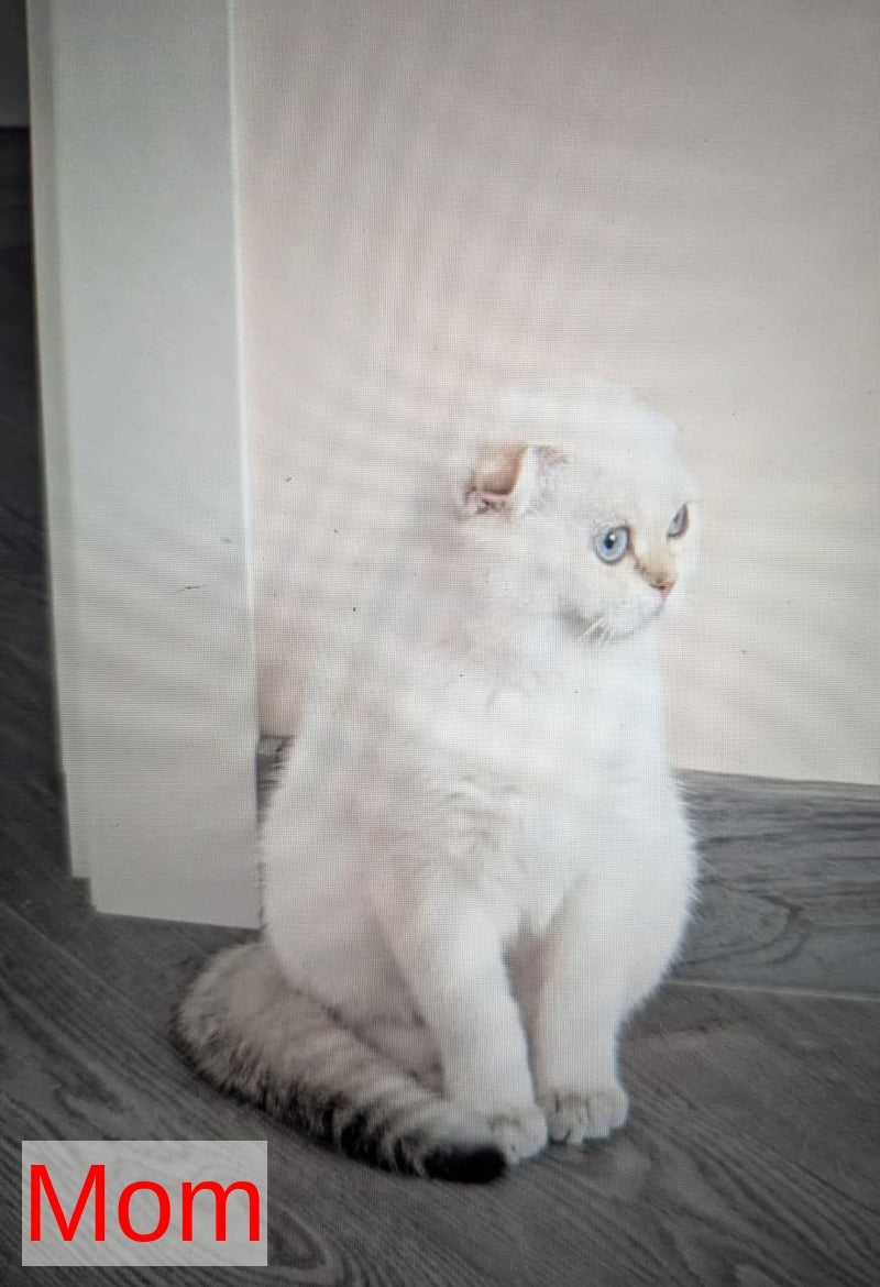Bella Scottish Straight female, black golden ticked tabby