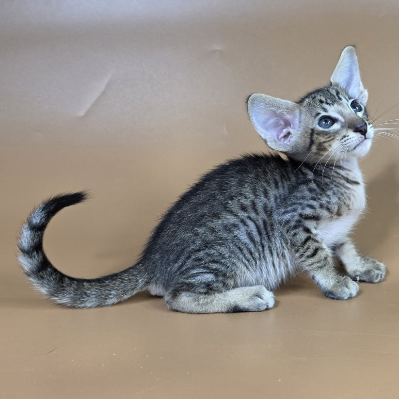 Brawnie Oriental Shorthair male, black spotted tabby