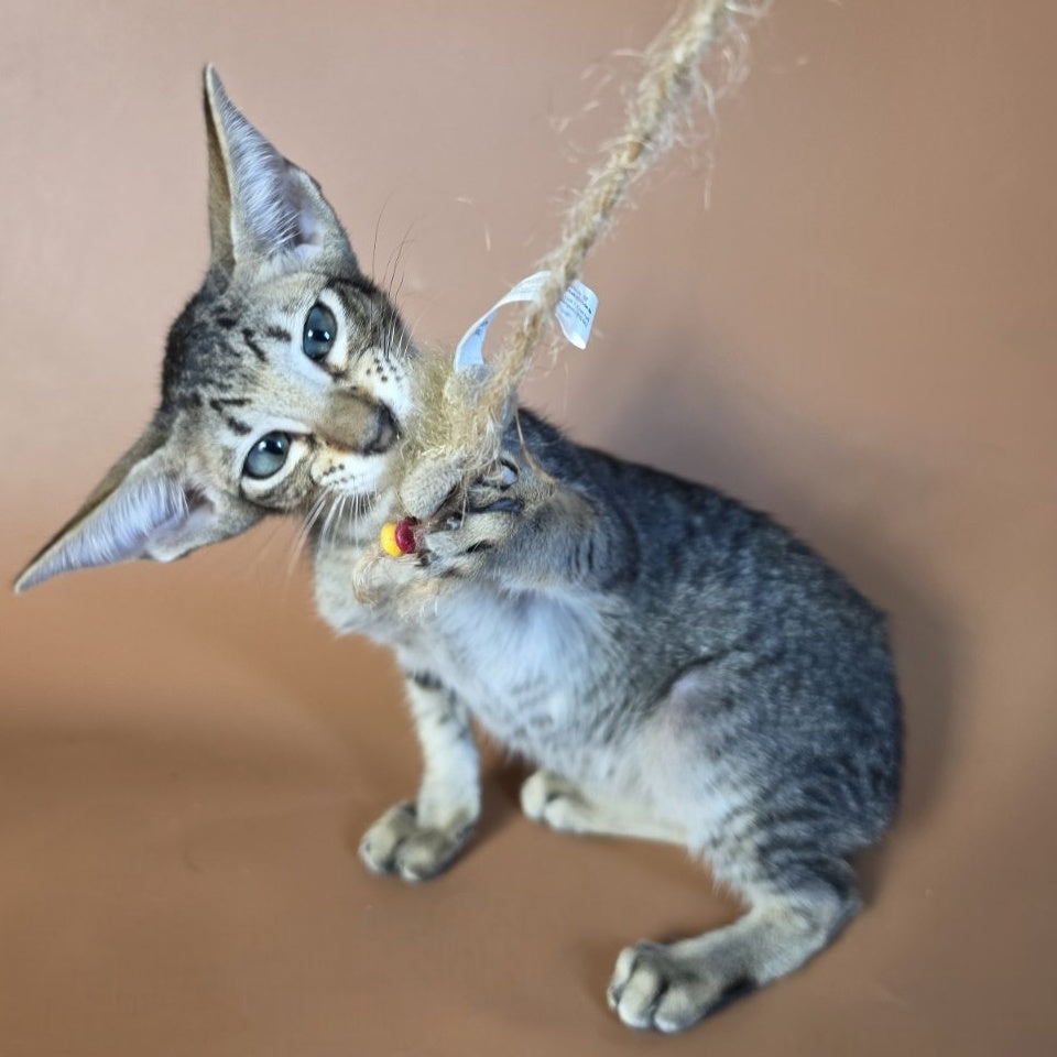 Gabriel Oriental Shorthair male, black spotted tabby