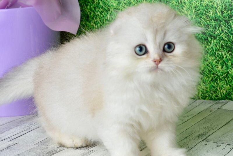 Ronnie Scottish Fold male black silver shaded - live animals