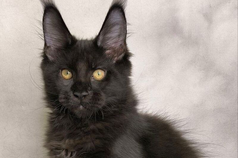 Shadow Maine Coon male, black