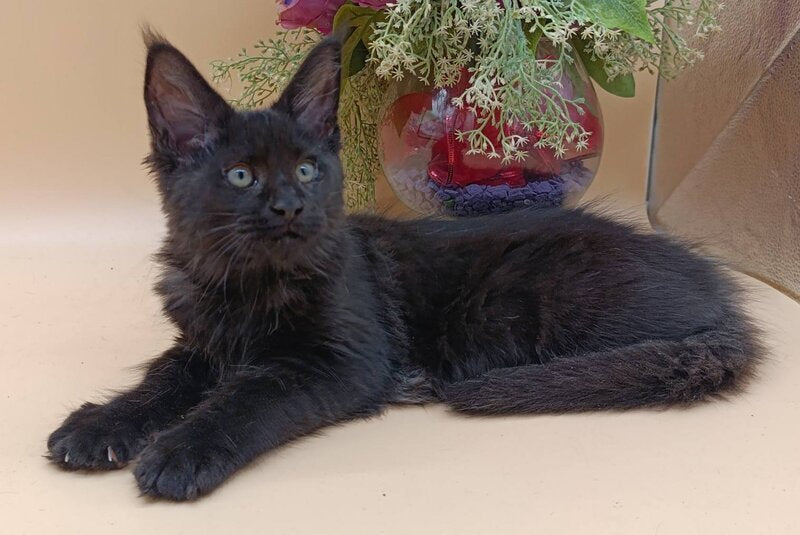 Iris Maine Coon female black silver - live animals