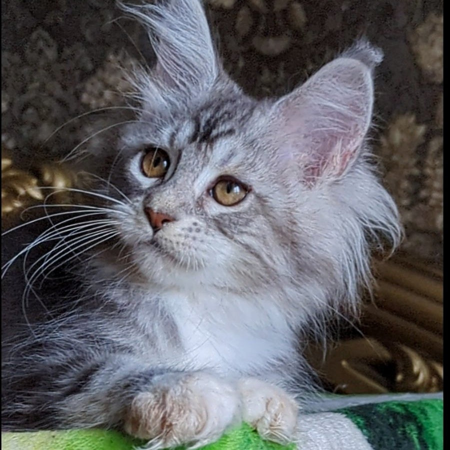 Irida Maine Coon female, black silver tabby with white