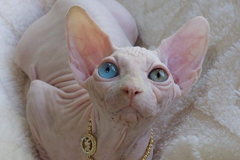Tina Canadian Sphynx female, white