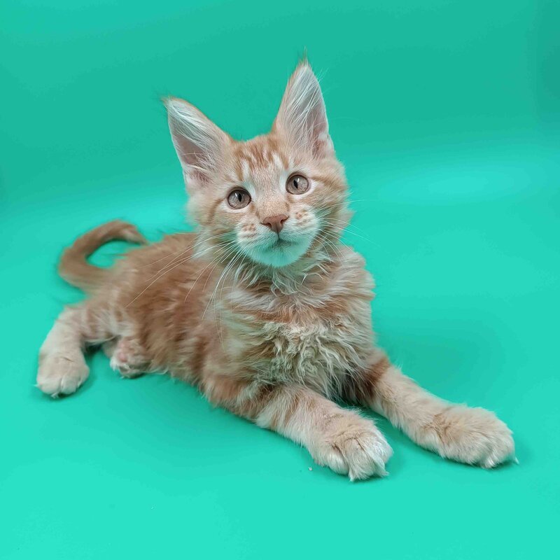 Rich Maine Coon male, red tabby