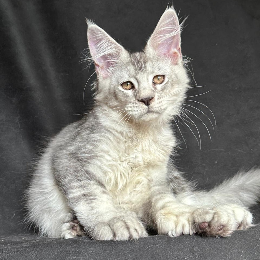Jet Maine Coon polydactyl 6x6x6x6 male, black silver ticked tabby