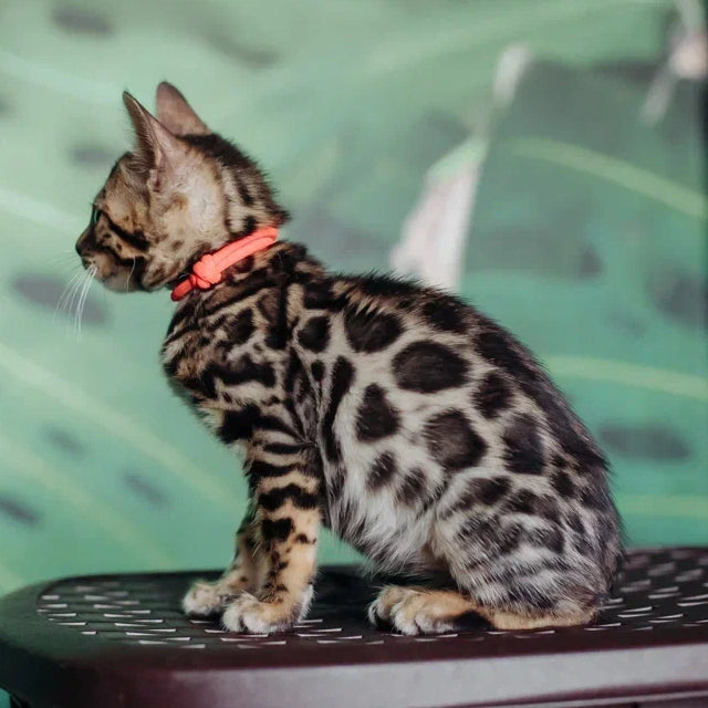 Flora Bengal female, black spotted tabby