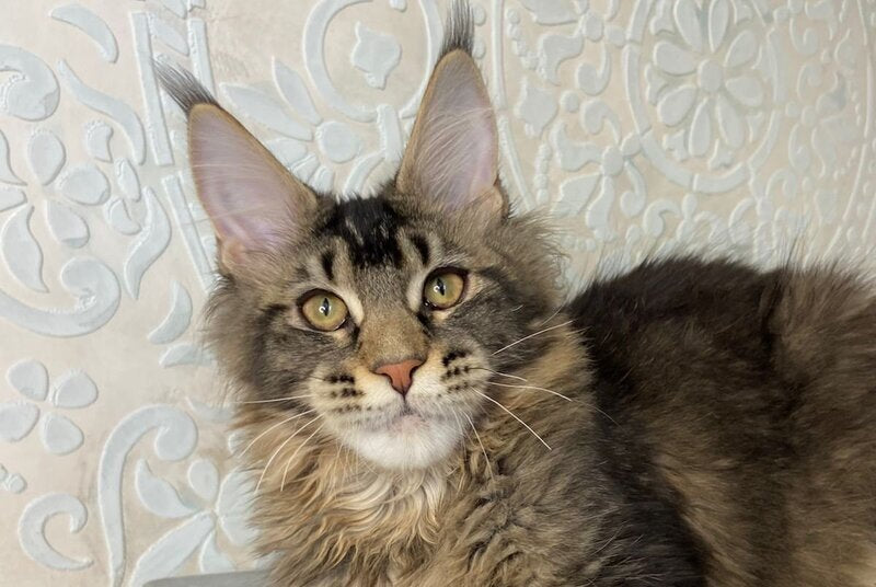 Eric Maine Coon male black ticked tabby live animals