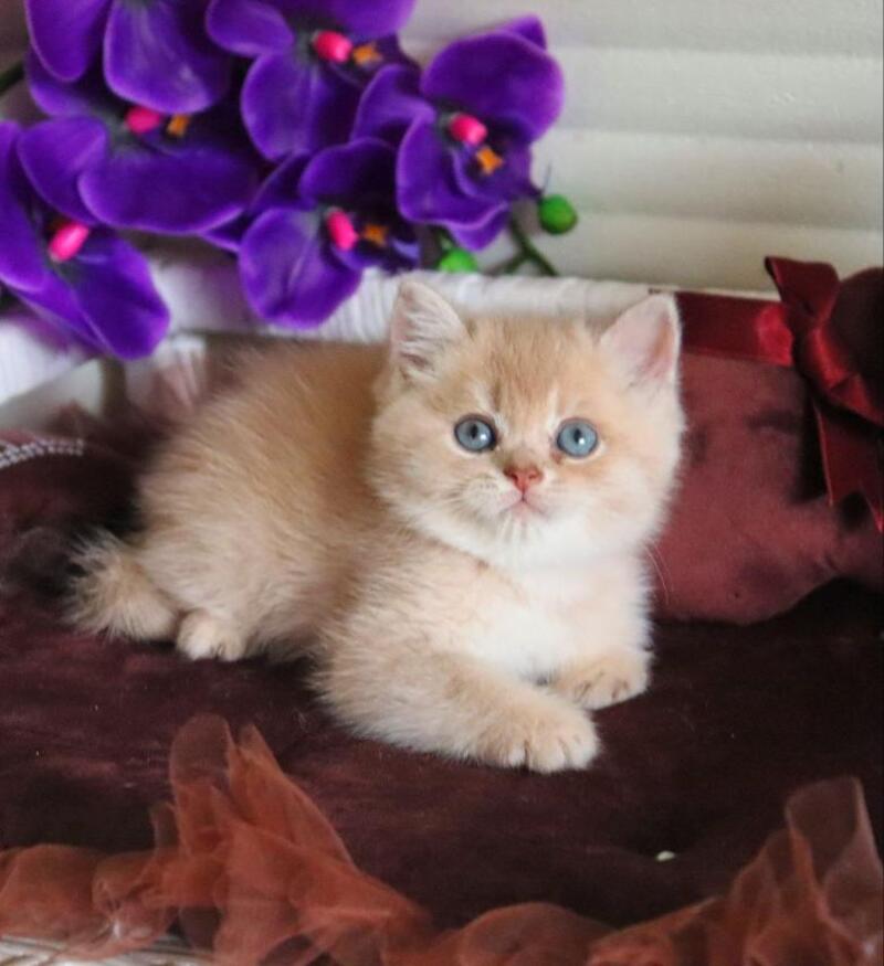 Stoun British Shorthair male, lilac golden shaded