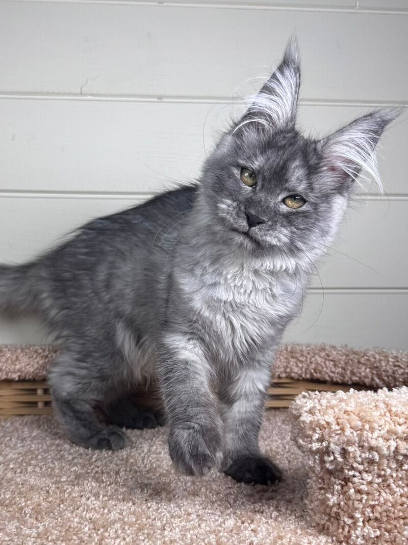 Vanessa Maine Coon female black silver - live animals