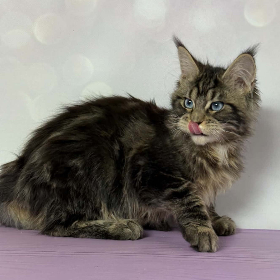 Barby Maine Coon female, black silver tabby with white