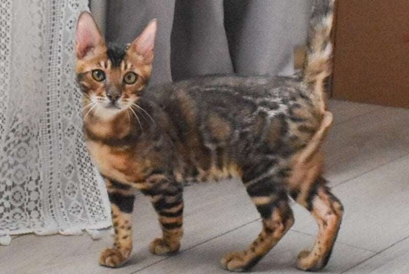 Wolf Bengal male black spotted tabby - live animals