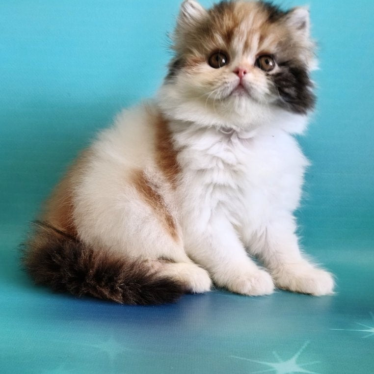 Nora Persian female, black tortie bicolour