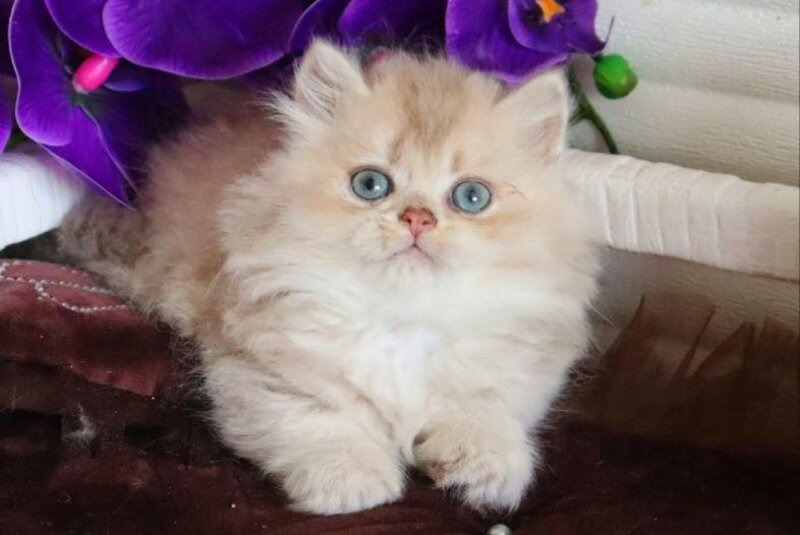 Sam British Longhair male, lilac golden shaded