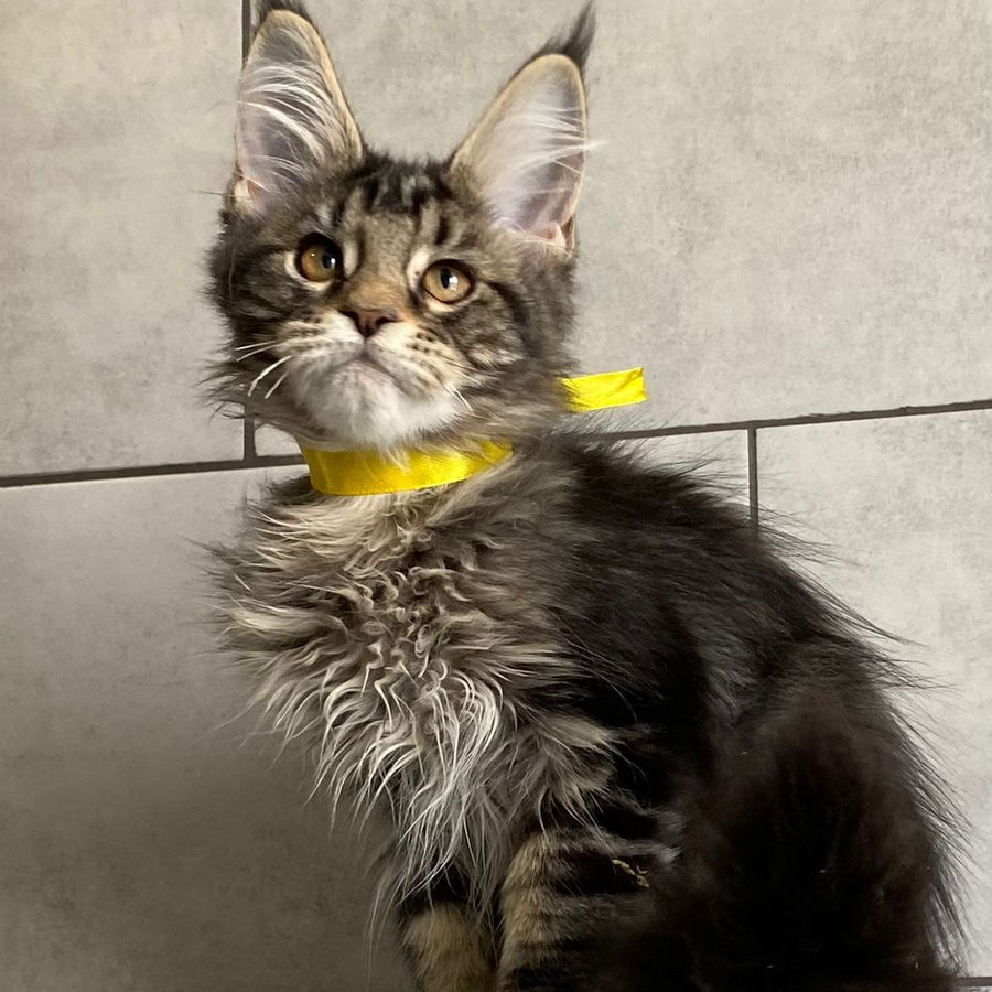 Umba Maine Coon female, black tabby