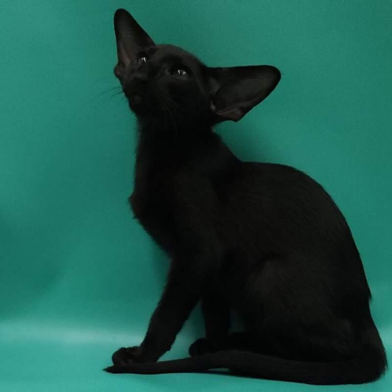 Ramses Oriental Shorthair male, black