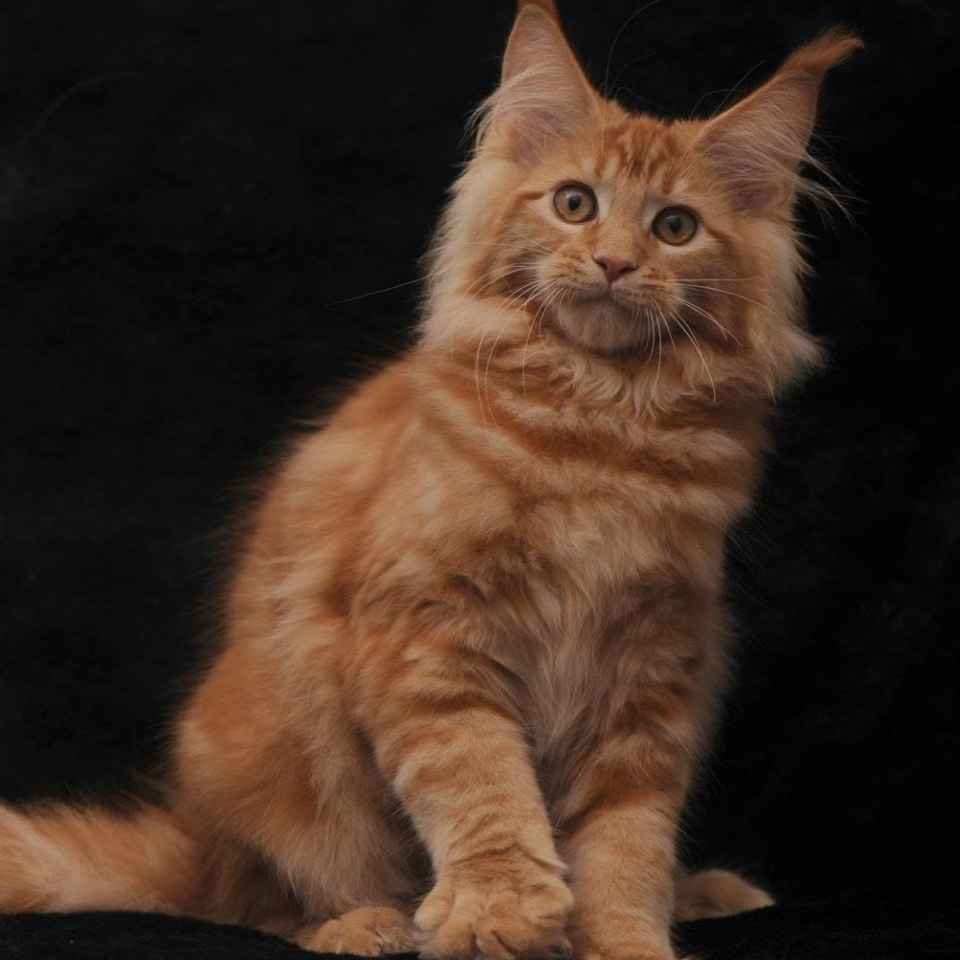 Riana Maine Coon female, red