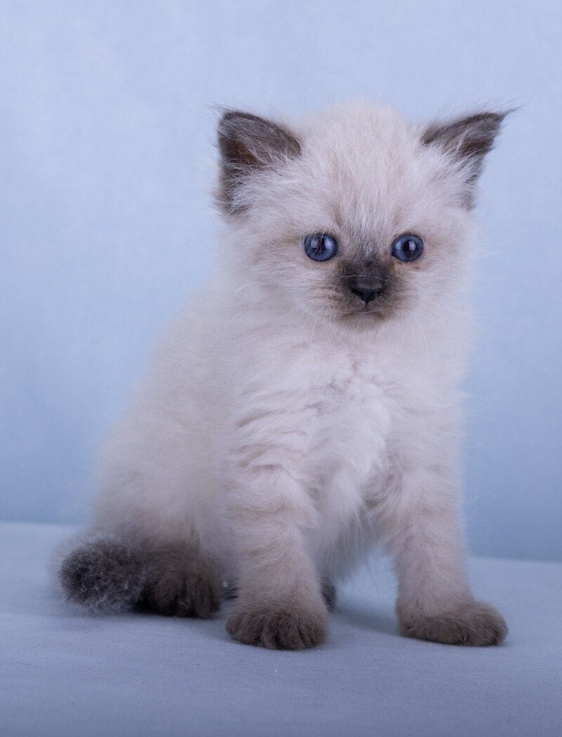 Iriska Siberian female, black tabby pointed