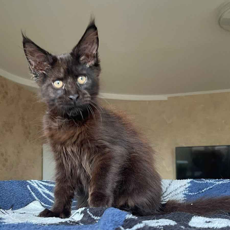 Joli Maine Coon female, black