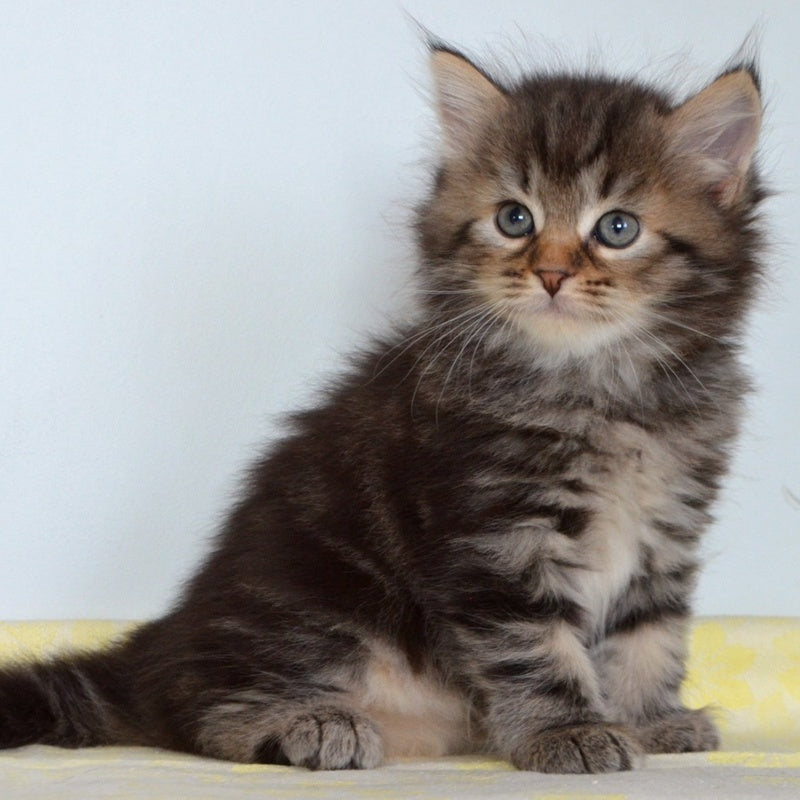 Tiffany Siberian female, black tabby