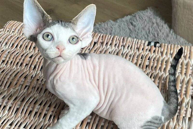 Iron Vale Devon Rex male black van spotted tabby - live animals