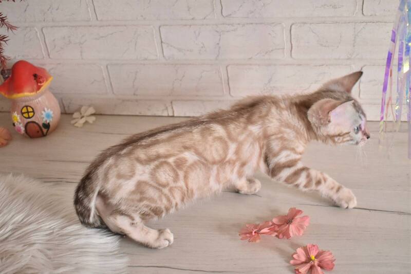 Kisa Bengal female snow mink - live animals
