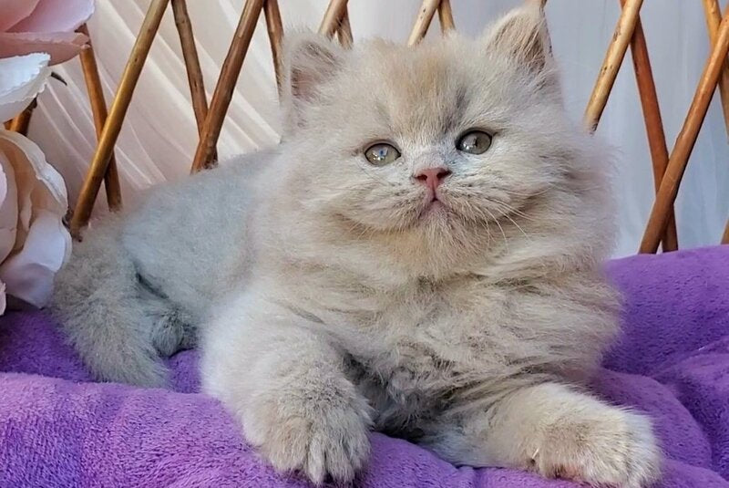 Teo British Longhair male fawn - live animals