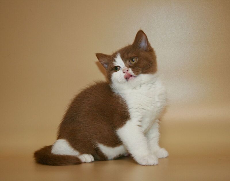 Jasper British Shorthair male, cinnamon bicolour