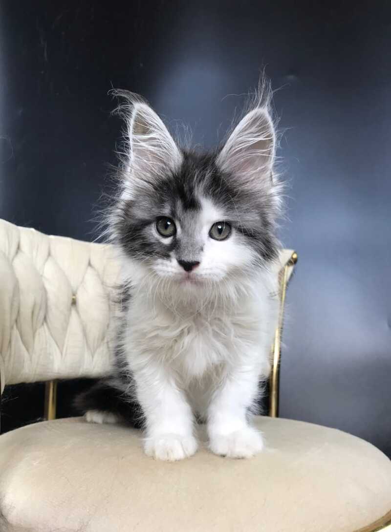 Winston Maine Coon male, black tabby bicolour