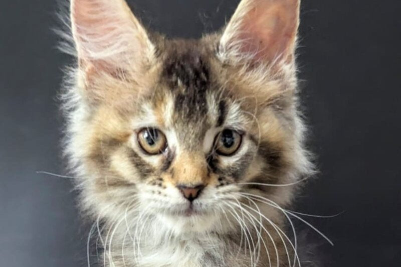 Cutie Maine Coon female black tortie ticked tabby live animals