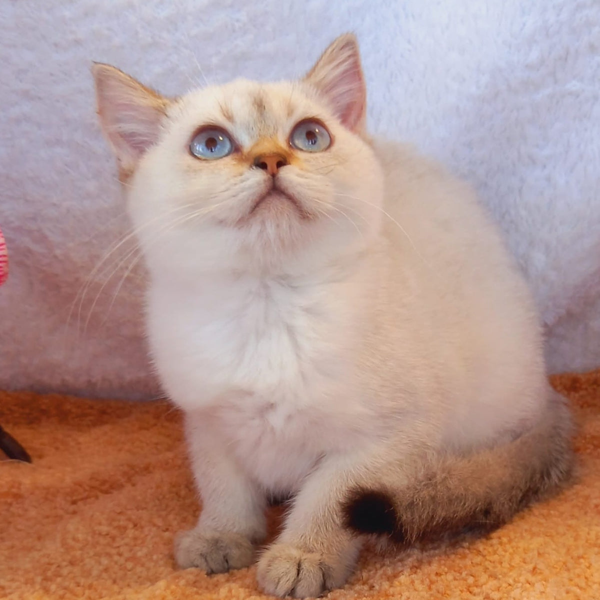 Marta Scottish Straight female, black golden shaded pointed