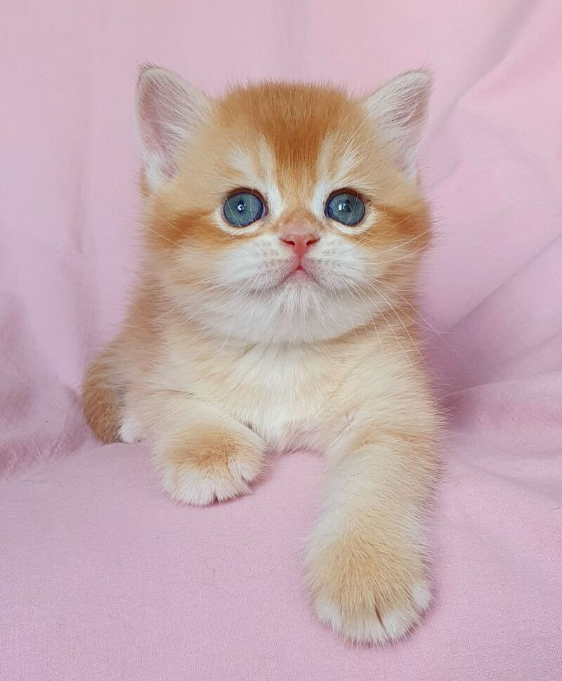 Teddy British Shorthair male, chocolate golden chinchilla