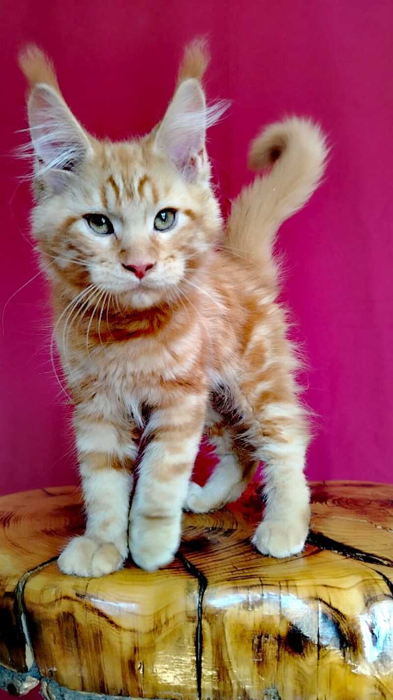Zolotko Maine Coon male, red