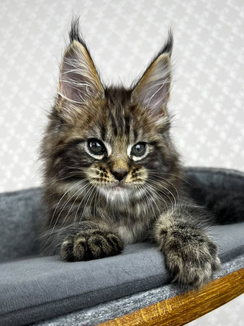 Pathos Maine Coon male, black tabby