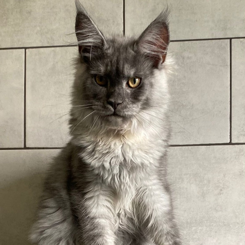 Quart Punch Maine Coon male, blue silver