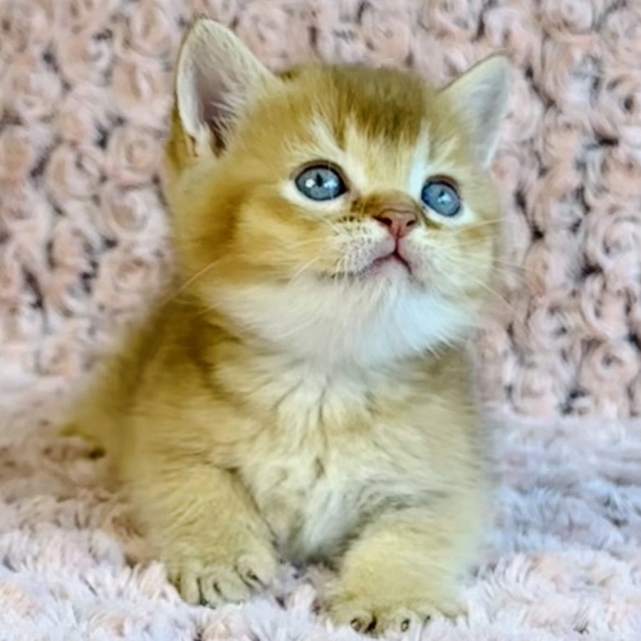 Golden Prince British Shorthair male, cinnamon golden shaded
