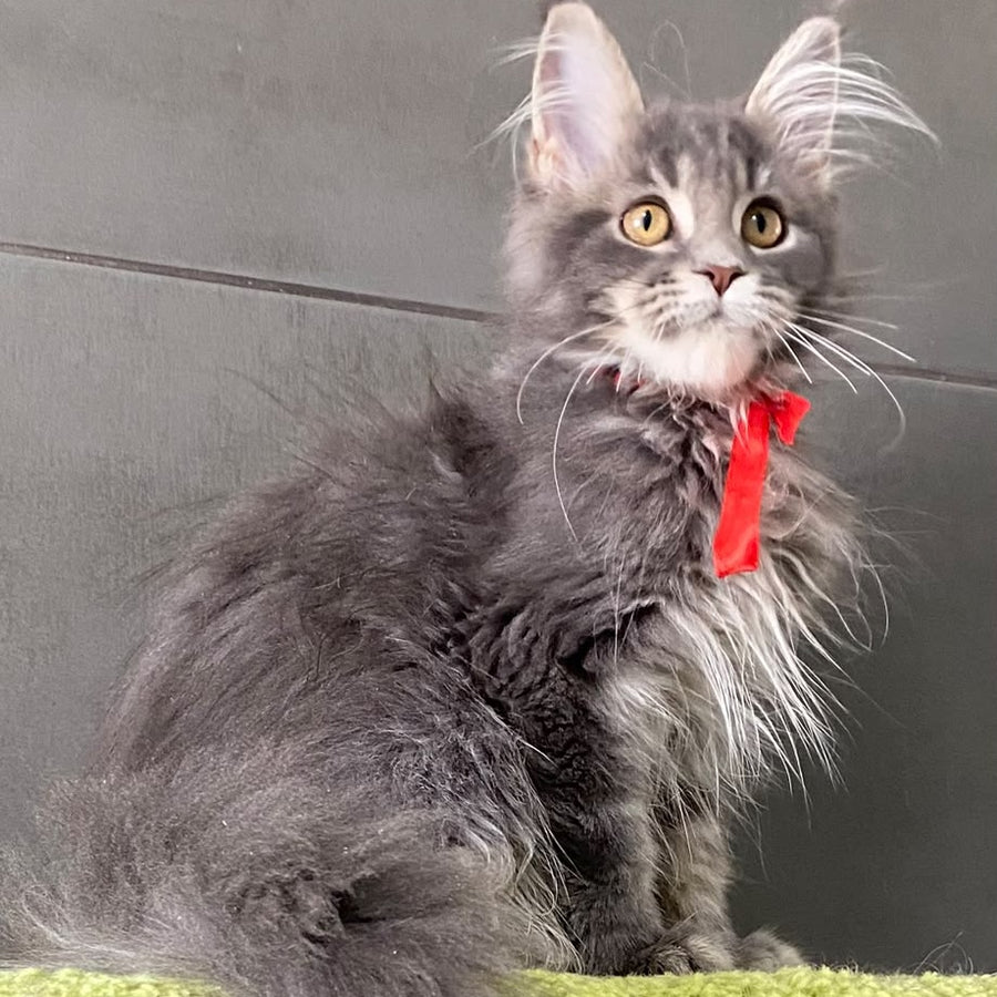 Vendy Maine Coon female, blue tabby