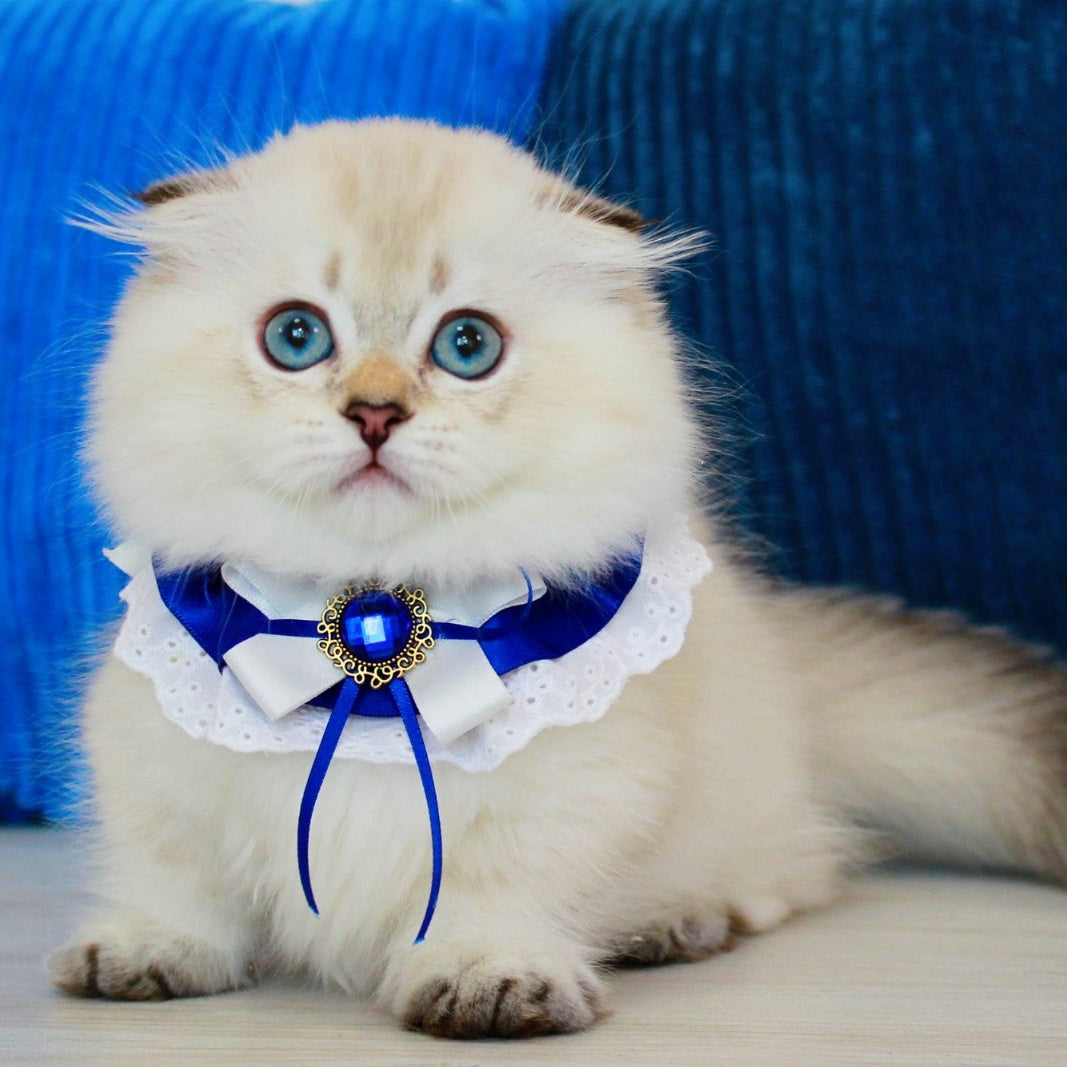 Marsel Munchkin male, chocolate golden shaded pointed