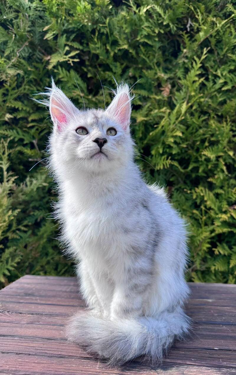 Dodge Maine Coon male black silver spotted tabby - live animals