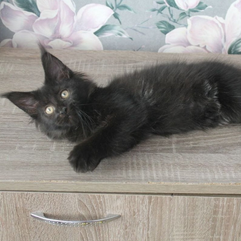 Nazira Maine Coon female, black