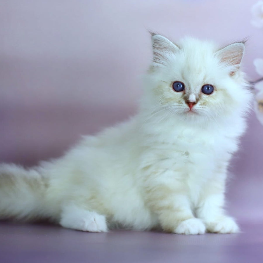 Gala Siberian female, black silver with white tabby pointed