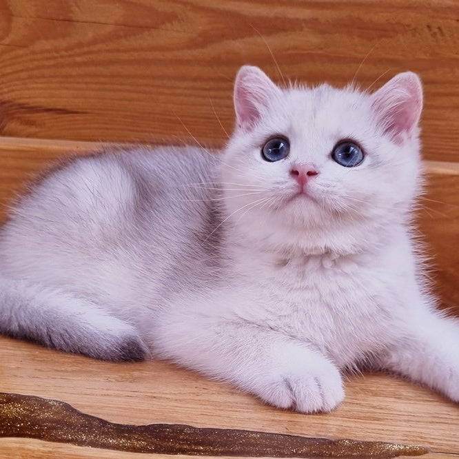 Ilary British Shorthair male, blue golden chinchilla