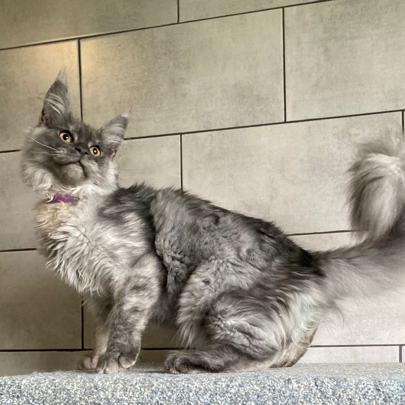 Quart Punch Maine Coon male, blue silver