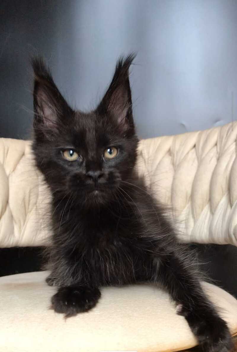 Vlastelina Maine Coon female black - live animals