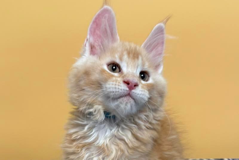 Jean Maine Coon male red silver ticked tabby with white live animals