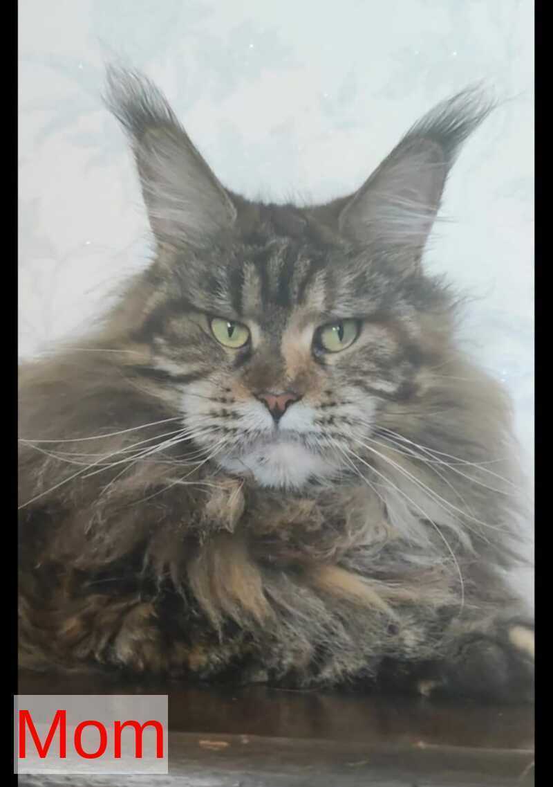 Victor Maine Coon male, black tabby
