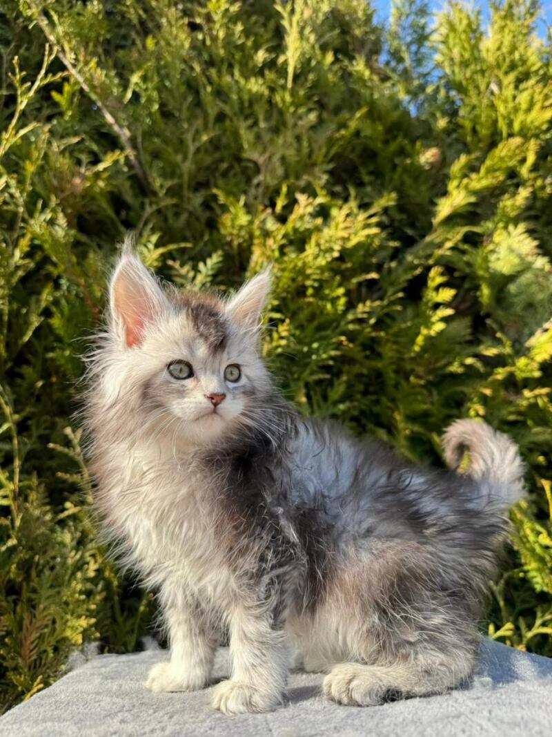 Erick Maine Coon male black silver ticked tabby - live animals
