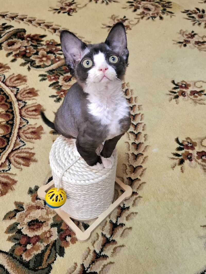 Eliza Devon Rex female black bicolour - live animals