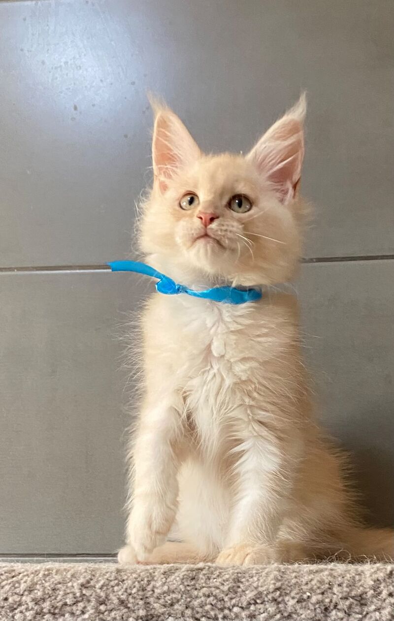 Wakayama Maine Coon male, cream silver tabby
