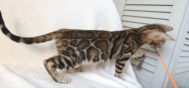 Тash Bengal male black spotted tabby - live animals
